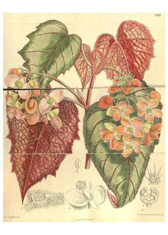 Reproducción/Reproduction 35246394333: Curtis's botanical magazine.. London ; New York [etc.] :Academic Press [etc.]