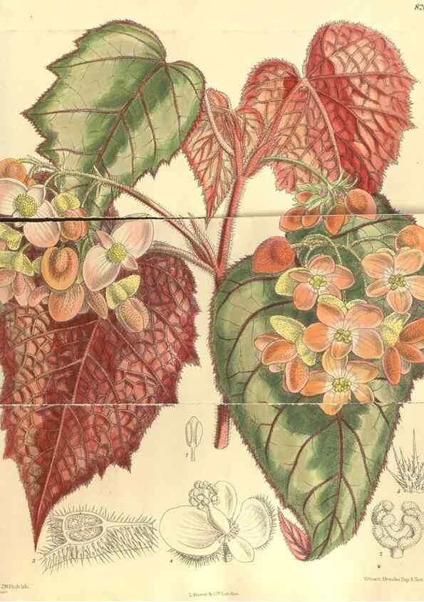 Reproducción/Reproduction 35246394333: Curtis's botanical magazine.. London ; New York [etc.] :Academic Press [etc.]