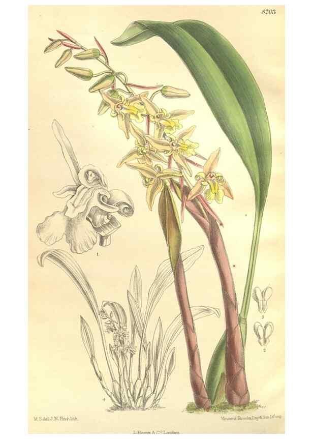 Reproducción/Reproduction 35884065772: Curtis's botanical magazine.. London ; New York [etc.] :Academic Press [etc.]