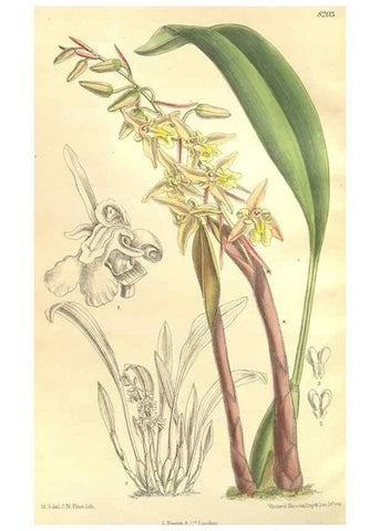 Reproducción/Reproduction 35884065772: Curtis's botanical magazine.. London ; New York [etc.] :Academic Press [etc.]