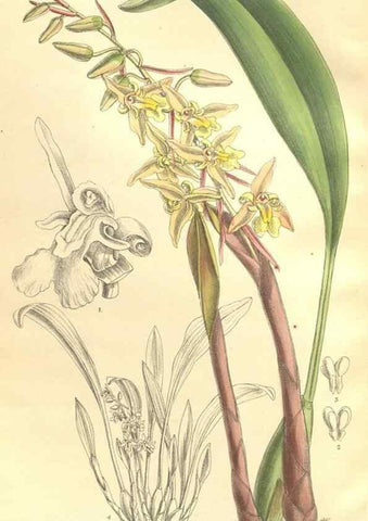 Reproducción/Reproduction 35884065772: Curtis's botanical magazine.. London ; New York [etc.] :Academic Press [etc.]