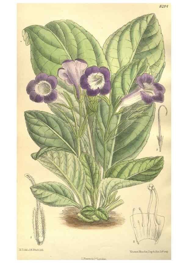 Reproducción/Reproduction 35884066232: Curtis's botanical magazine.. London ; New York [etc.] :Academic Press [etc.]