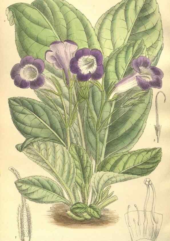 Reproducción/Reproduction 35884066232: Curtis's botanical magazine.. London ; New York [etc.] :Academic Press [etc.]