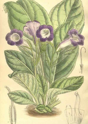 Reproducción/Reproduction 35884066232: Curtis's botanical magazine.. London ; New York [etc.] :Academic Press [etc.]