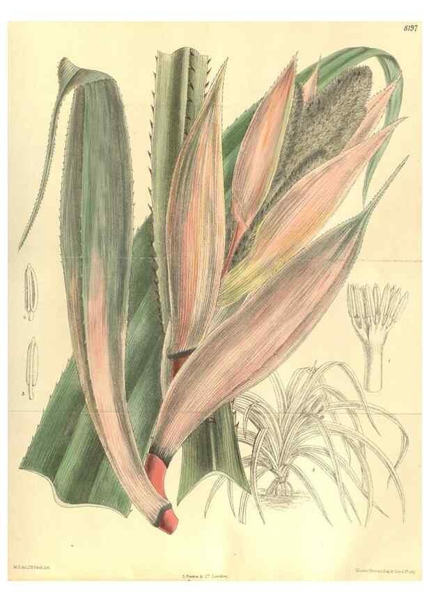 Reproducción/Reproduction 35884060332: Curtis's botanical magazine.. London ; New York [etc.] :Academic Press [etc.]