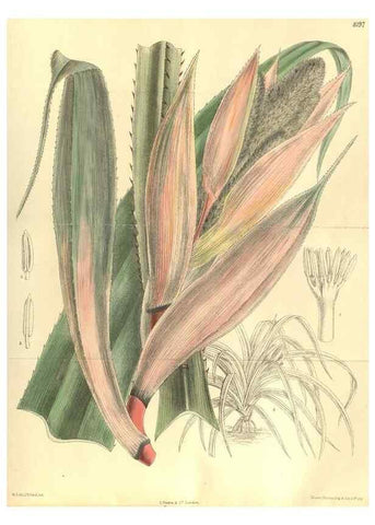 Reproducción/Reproduction 35884060332: Curtis's botanical magazine.. London ; New York [etc.] :Academic Press [etc.]