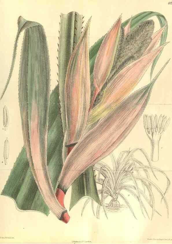 Reproducción/Reproduction 35884060332: Curtis's botanical magazine.. London ; New York [etc.] :Academic Press [etc.]