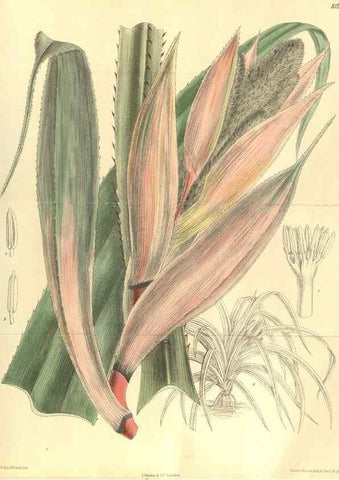 Reproducción/Reproduction 35884060332: Curtis's botanical magazine.. London ; New York [etc.] :Academic Press [etc.]