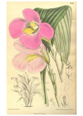Reproducción/Reproduction 35884038932: Curtis's botanical magazine.. London ; New York [etc.] :Academic Press [etc.]