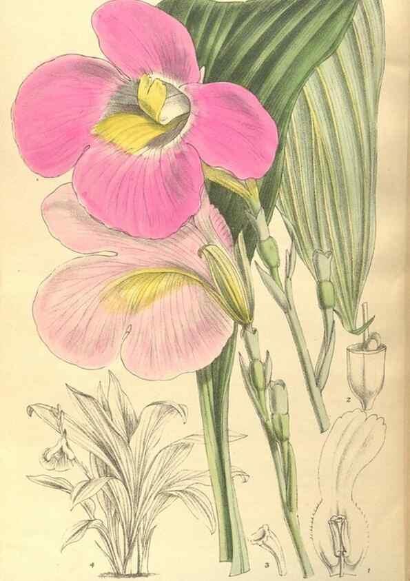 Reproducción/Reproduction 35884038932: Curtis's botanical magazine.. London ; New York [etc.] :Academic Press [etc.]