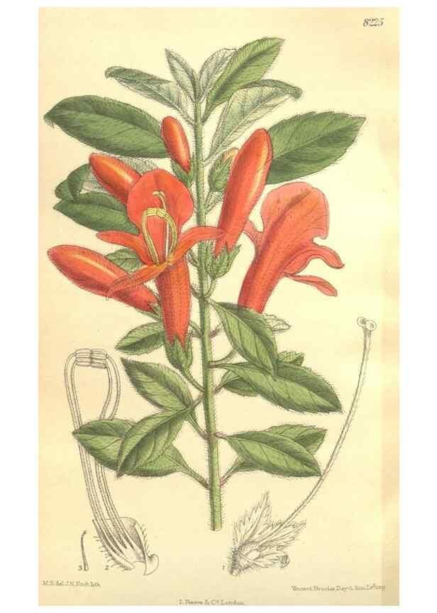 Reproducción/Reproduction 36055650925: Curtis's botanical magazine.. London ; New York [etc.] :Academic Press [etc.]
