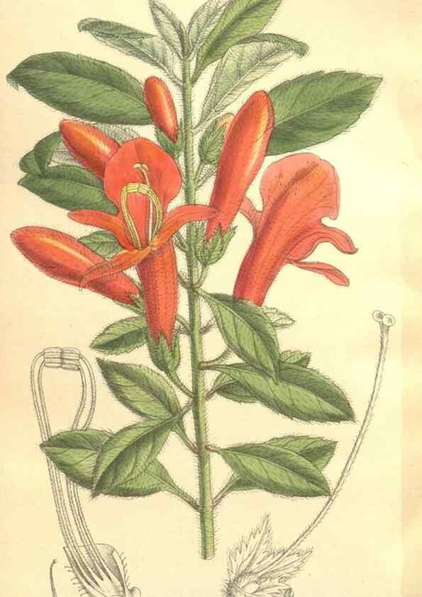 Reproducción/Reproduction 36055650925: Curtis's botanical magazine.. London ; New York [etc.] :Academic Press [etc.]