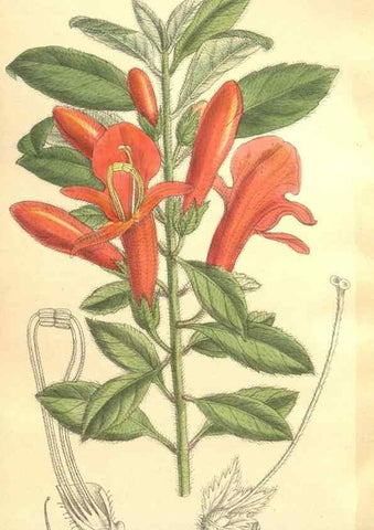Reproducción/Reproduction 36055650925: Curtis's botanical magazine.. London ; New York [etc.] :Academic Press [etc.]