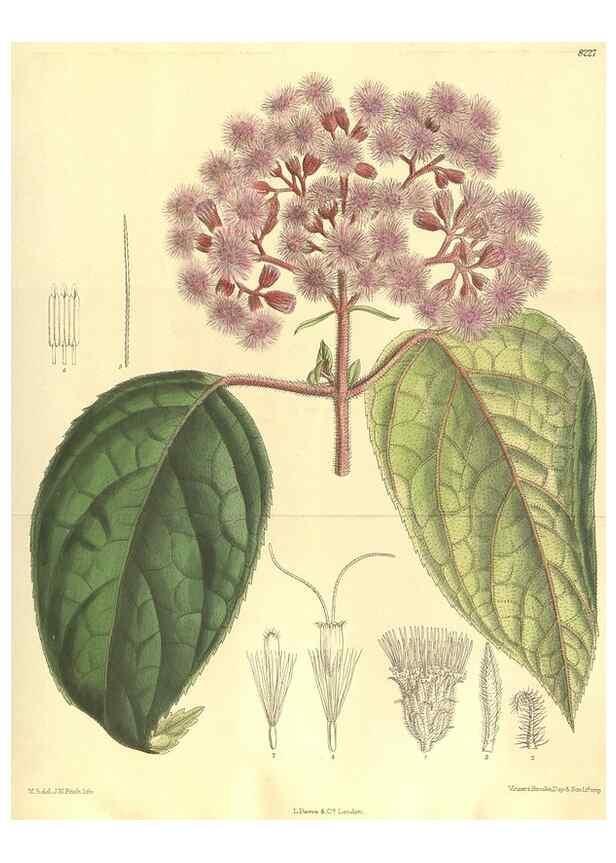 Reproducción/Reproduction 36055654685: Curtis's botanical magazine.. London ; New York [etc.] :Academic Press [etc.]