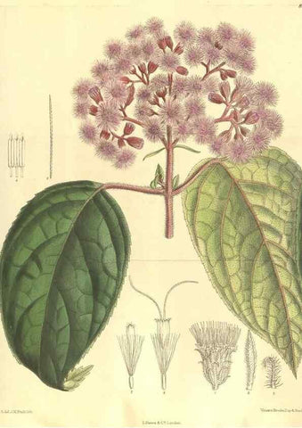 Reproducción/Reproduction 36055654685: Curtis's botanical magazine.. London ; New York [etc.] :Academic Press [etc.]