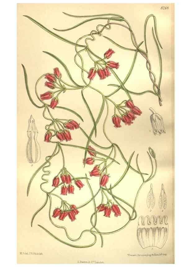Reproducción/Reproduction 35921869201: Curtis's botanical magazine.. London ; New York [etc.] :Academic Press [etc.]