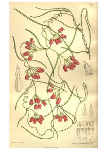 Reproducción/Reproduction 35921869201: Curtis's botanical magazine.. London ; New York [etc.] :Academic Press [etc.]