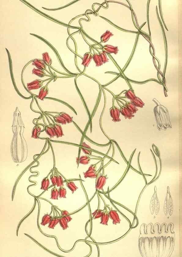 Reproducción/Reproduction 35921869201: Curtis's botanical magazine.. London ; New York [etc.] :Academic Press [etc.]