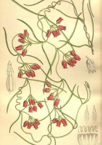Reproducción/Reproduction 35921869201: Curtis's botanical magazine.. London ; New York [etc.] :Academic Press [etc.]
