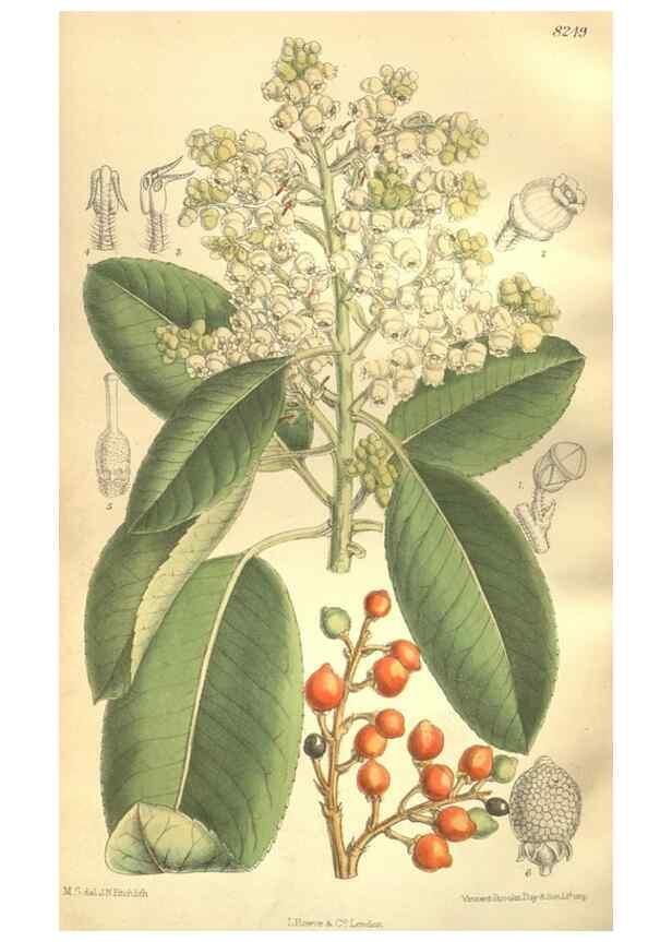 Reproducción/Reproduction 35921871791: Curtis's botanical magazine.. London ; New York [etc.] :Academic Press [etc.]