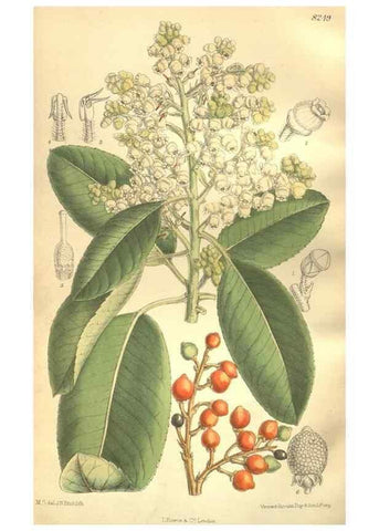 Reproducción/Reproduction 35921871791: Curtis's botanical magazine.. London ; New York [etc.] :Academic Press [etc.]