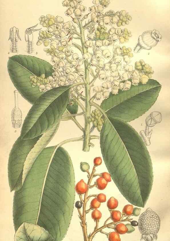 Reproducción/Reproduction 35921871791: Curtis's botanical magazine.. London ; New York [etc.] :Academic Press [etc.]