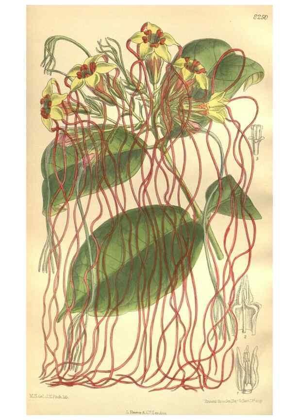 Reproducción/Reproduction 35921874661: Curtis's botanical magazine.. London ; New York [etc.] :Academic Press [etc.]