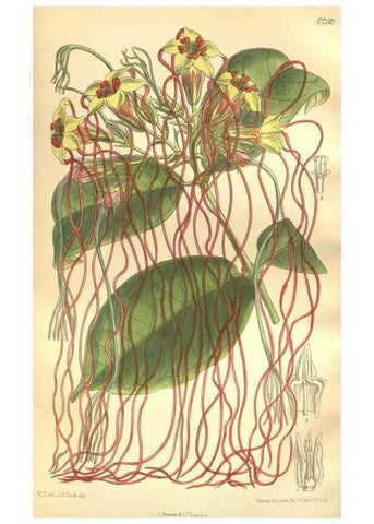 Reproducción/Reproduction 35921874661: Curtis's botanical magazine.. London ; New York [etc.] :Academic Press [etc.]