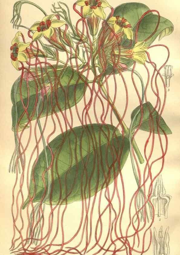 Reproducción/Reproduction 35921874661: Curtis's botanical magazine.. London ; New York [etc.] :Academic Press [etc.]