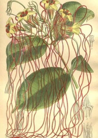 Reproducción/Reproduction 35921874661: Curtis's botanical magazine.. London ; New York [etc.] :Academic Press [etc.]