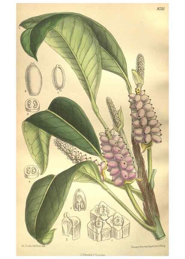Reproducción/Reproduction 35921877811: Curtis's botanical magazine.. London ; New York [etc.] :Academic Press [etc.]