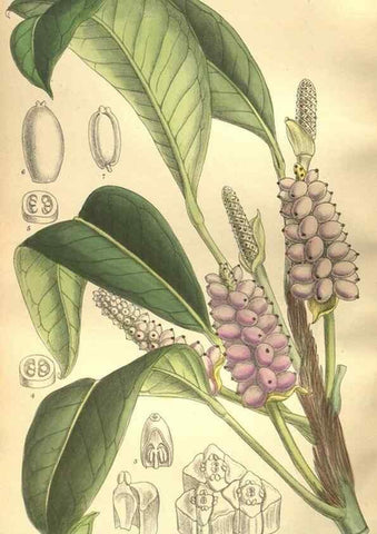 Reproducción/Reproduction 35921877811: Curtis's botanical magazine.. London ; New York [etc.] :Academic Press [etc.]