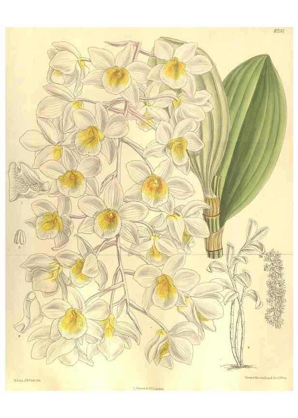 Reproducción/Reproduction 35665894310: Curtis's botanical magazine.. London ; New York [etc.] :Academic Press [etc.]