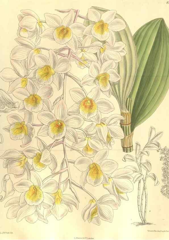 Reproducción/Reproduction 35665894310: Curtis's botanical magazine.. London ; New York [etc.] :Academic Press [etc.]