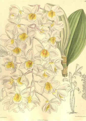 Reproducción/Reproduction 35665894310: Curtis's botanical magazine.. London ; New York [etc.] :Academic Press [etc.]