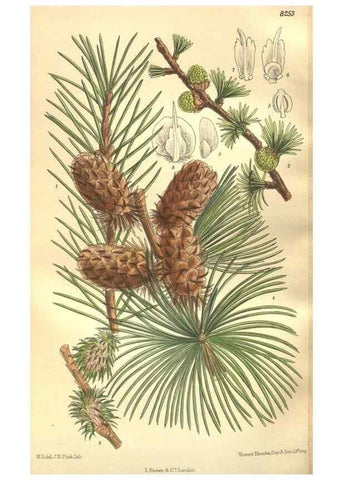 Reproducción/Reproduction 35665895740: Curtis's botanical magazine.. London ; New York [etc.] :Academic Press [etc.]