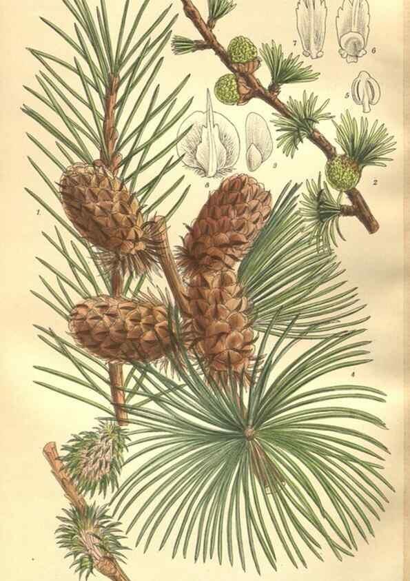 Reproducción/Reproduction 35665895740: Curtis's botanical magazine.. London ; New York [etc.] :Academic Press [etc.]