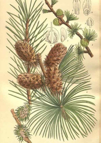 Reproducción/Reproduction 35665895740: Curtis's botanical magazine.. London ; New York [etc.] :Academic Press [etc.]