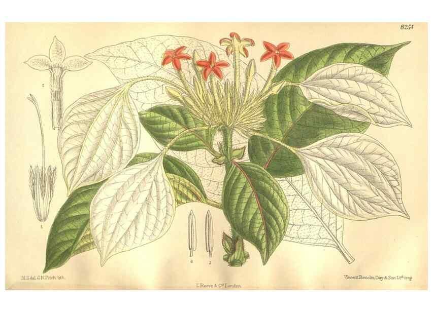 Reproducción/Reproduction 35665896790: Curtis's botanical magazine.. London ; New York [etc.] :Academic Press [etc.]