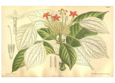 Reproducción/Reproduction 35665896790: Curtis's botanical magazine.. London ; New York [etc.] :Academic Press [etc.]