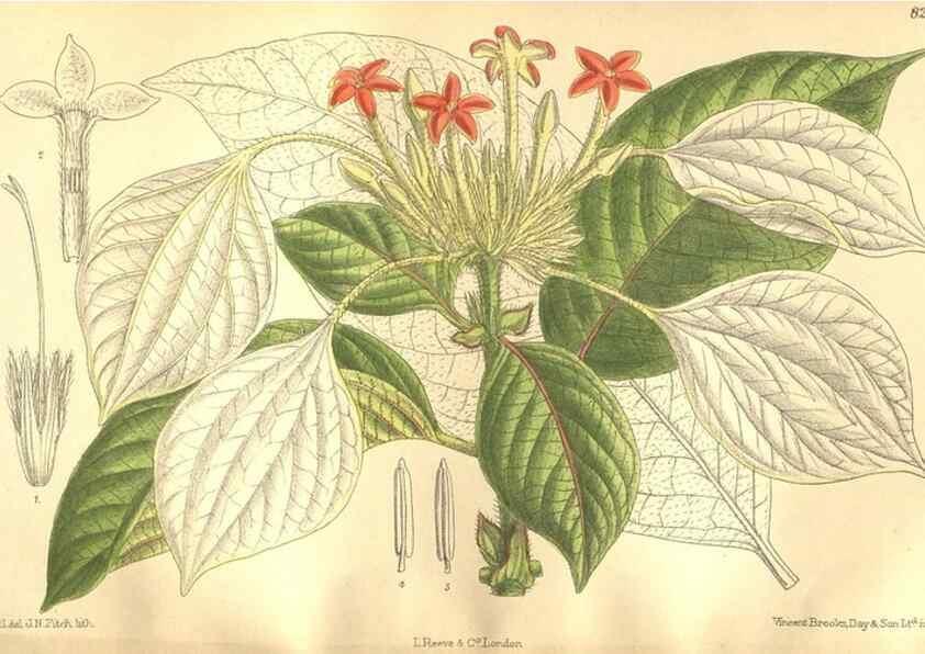 Reproducción/Reproduction 35665896790: Curtis's botanical magazine.. London ; New York [etc.] :Academic Press [etc.]