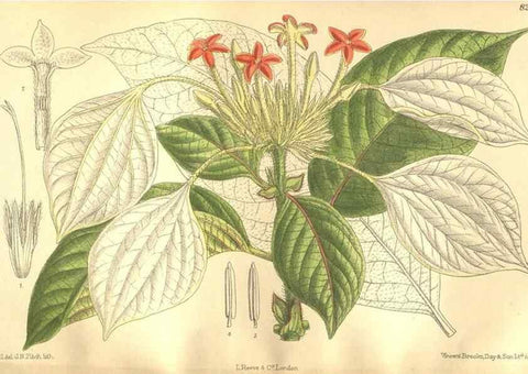 Reproducción/Reproduction 35665896790: Curtis's botanical magazine.. London ; New York [etc.] :Academic Press [etc.]