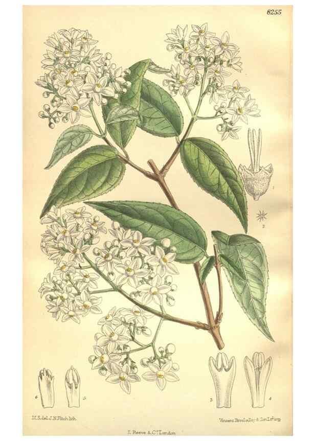 Reproducción/Reproduction 35665897870: Curtis's botanical magazine.. London ; New York [etc.] :Academic Press [etc.]