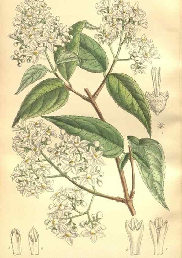 Reproducción/Reproduction 35665897870: Curtis's botanical magazine.. London ; New York [etc.] :Academic Press [etc.]