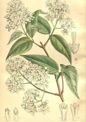 Reproducción/Reproduction 35665897870: Curtis's botanical magazine.. London ; New York [etc.] :Academic Press [etc.]
