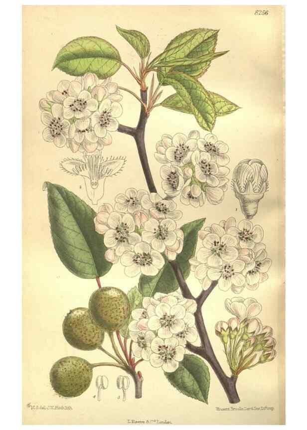 Reproducción/Reproduction 35884206432: Curtis's botanical magazine.. London ; New York [etc.] :Academic Press [etc.]