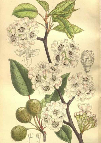 Reproducción/Reproduction 35884206432: Curtis's botanical magazine.. London ; New York [etc.] :Academic Press [etc.]