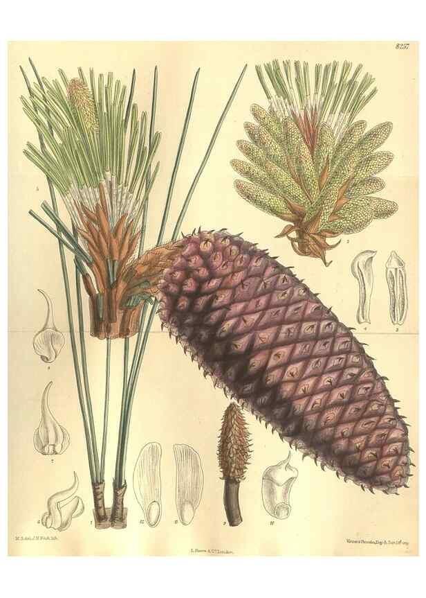 Reproducción/Reproduction 35884207732: Curtis's botanical magazine.. London ; New York [etc.] :Academic Press [etc.]