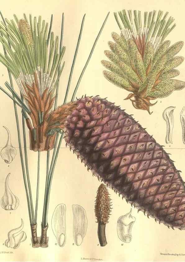 Reproducción/Reproduction 35884207732: Curtis's botanical magazine.. London ; New York [etc.] :Academic Press [etc.]