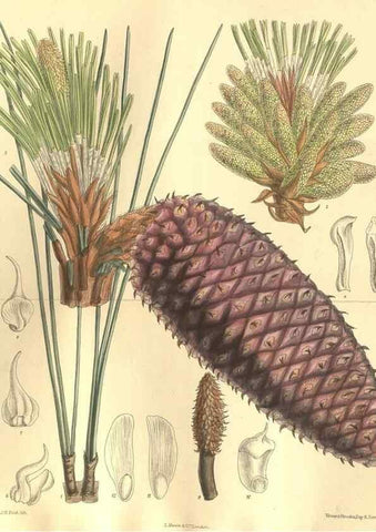 Reproducción/Reproduction 35884207732: Curtis's botanical magazine.. London ; New York [etc.] :Academic Press [etc.]